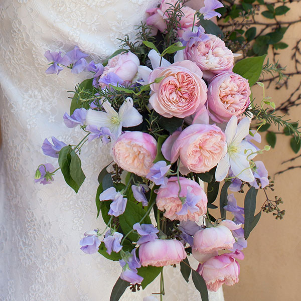 David Austin Roses 2015 Book