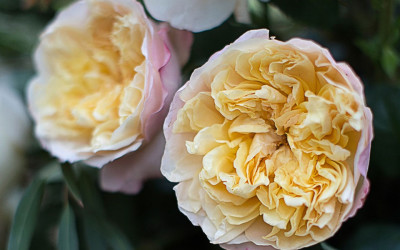 Trend-setting Edith Wedding Rose Introduction