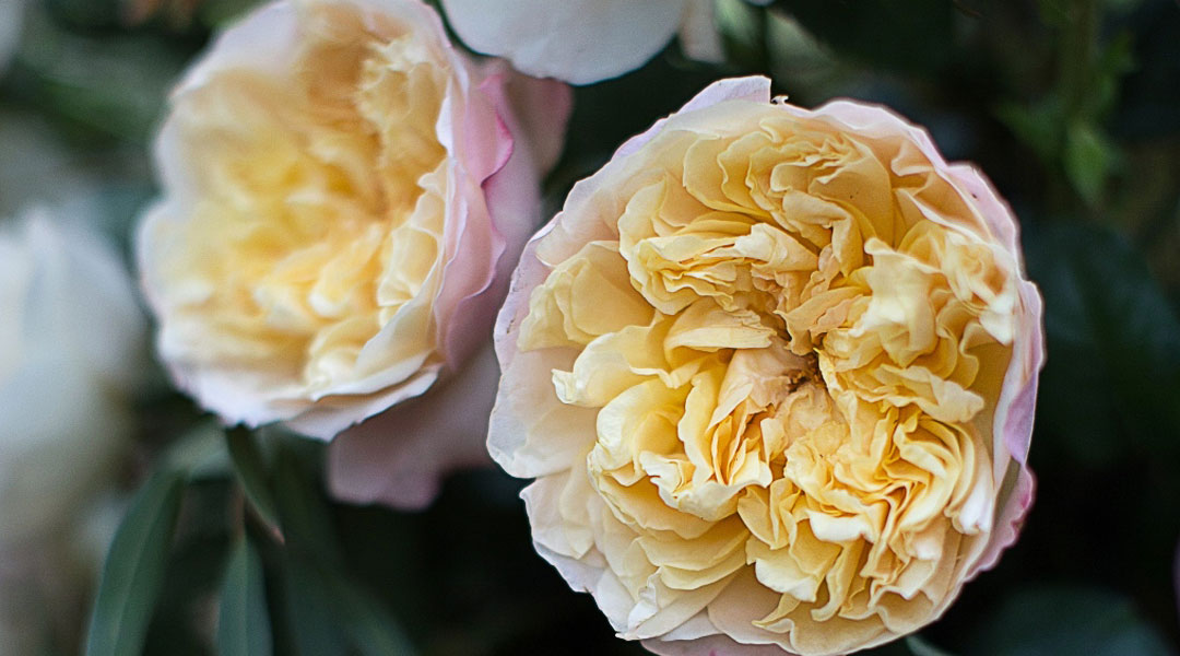 Trend-setting Edith Wedding Rose Introduction